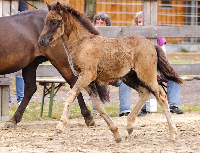 Njola von Heidmoor h.jpg